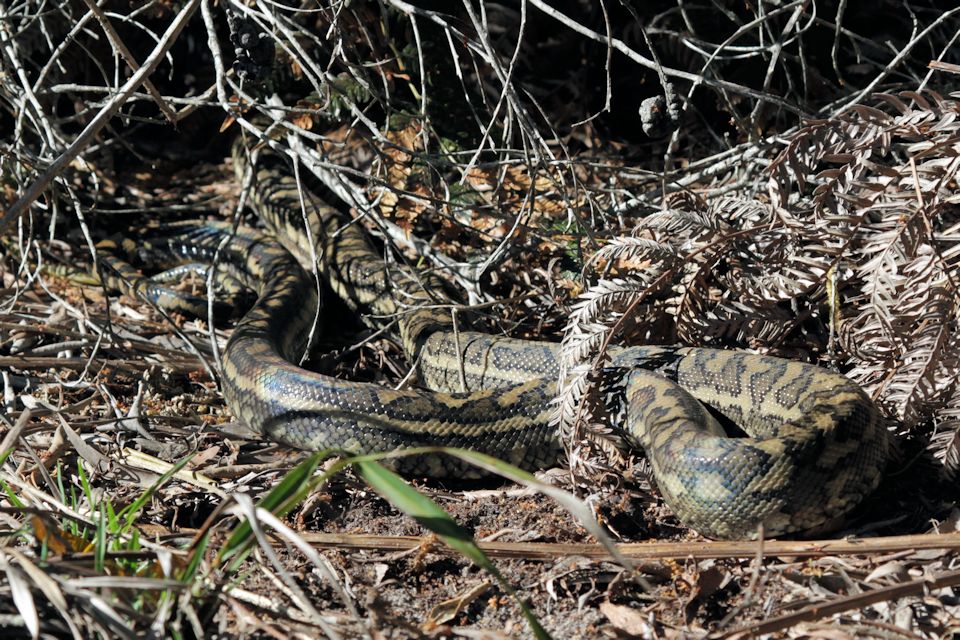 Carpet Python (Morelia spilota)